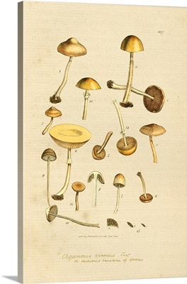 English Fungi 1700s - A Curious Mixture