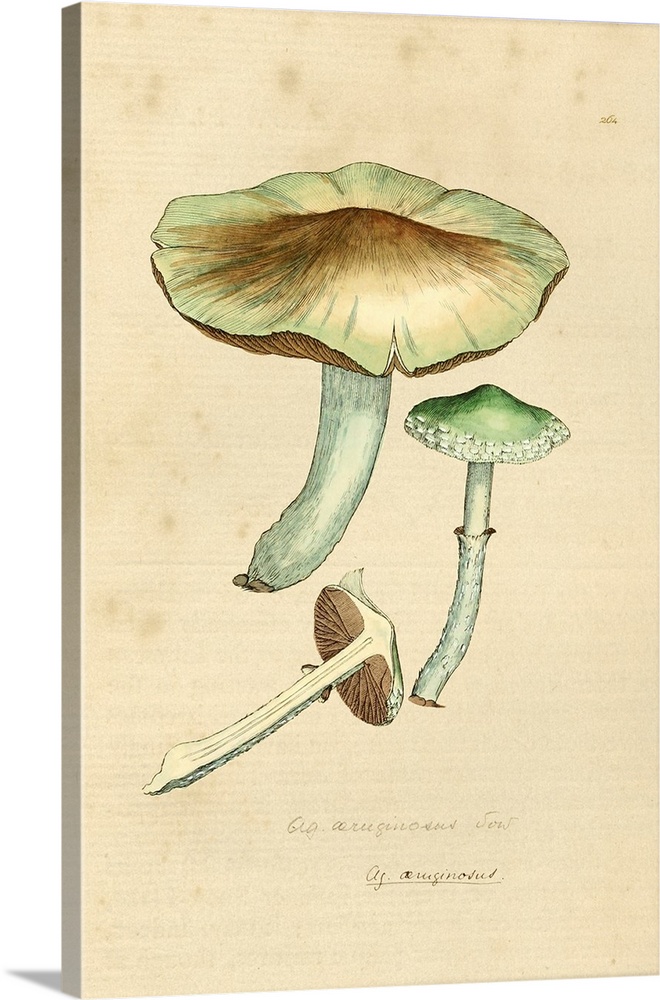 English Fungi 1700s - Lacrymaria Lacrymabunda