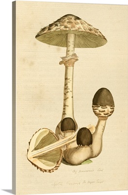 English Fungi 1700s - Stropharia Aeruginosa