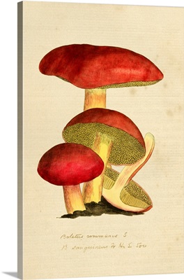 English Fungi 1700s - Volvariella Volvacea