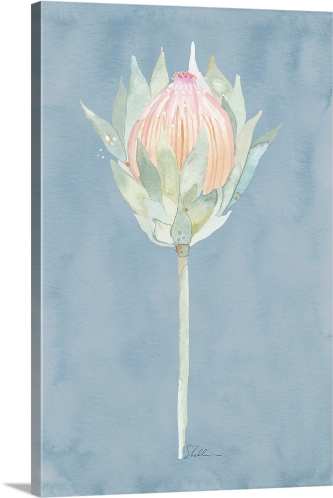 Hand Painted watercolor painting of a King Protea flower with watercolor background