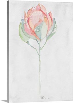 King Protea Watercolor Flower Grey