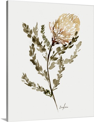 Wild Banksia