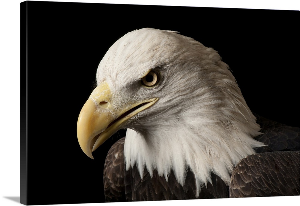 A bald eagle (Haliaeetus leucocephalus) named Bensar at the George M. Sutton Avian Research Center.