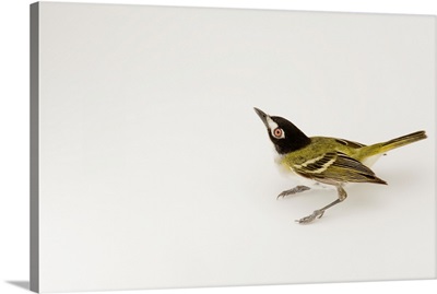 A Black-Capped Vireo, Vireo Atricapillus