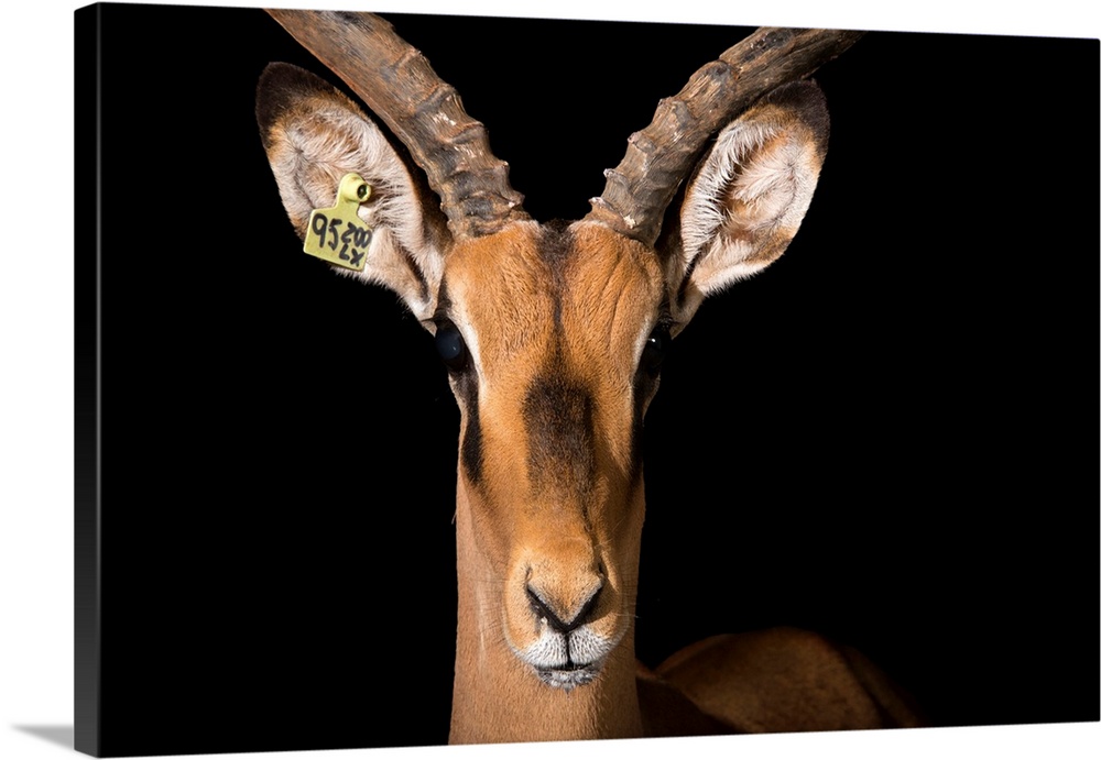 A black faced impala, Aepyceros melampus petersi, at the Lisbon Zoo in Portugal.