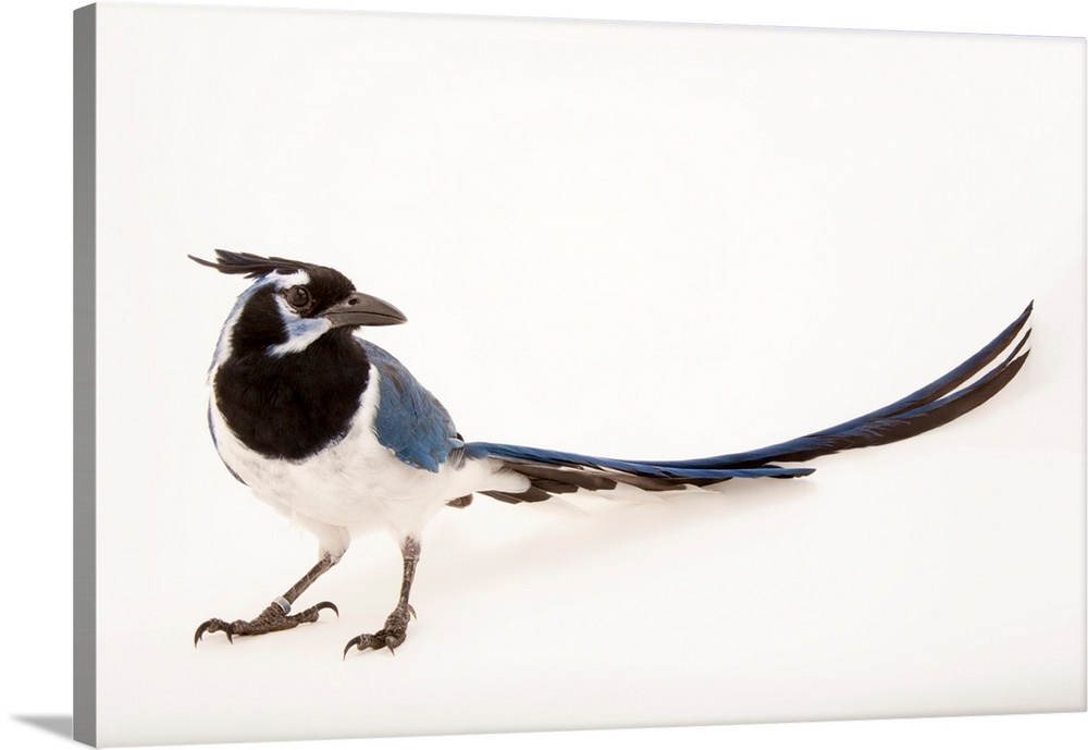 A black-throated magpie-jay, Calocitta formosa colliei, at the Houston Zoo.