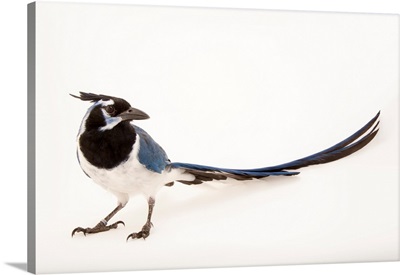 A black throated magpie jay, Calocitta colliei, at the Houston Zoo