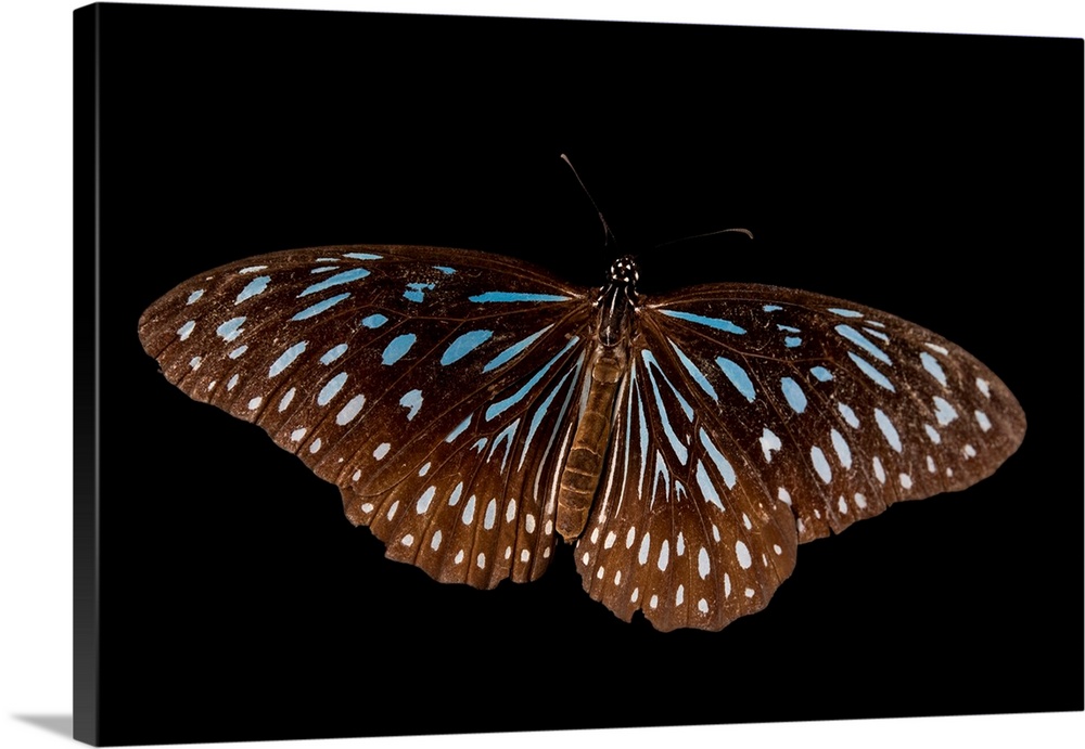 The blue glassy tiger, Ideopsis vulgaris contigua, at Angkor Center for Conservation of Biodiversity.