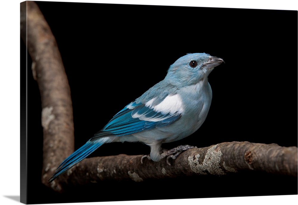 A blue-grey tanager, Thraupis episcopus at Miller Park Zoo.