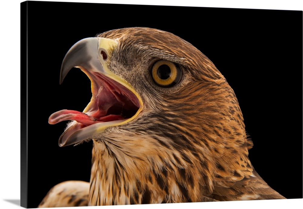Aquila fasciata fasciata, Cyril, Oklahoma, USA.