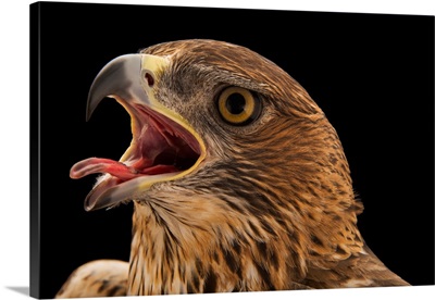 A Bonelli's Eagle At Sia, The Comanche Nation Ethno-Ornithological Initiative