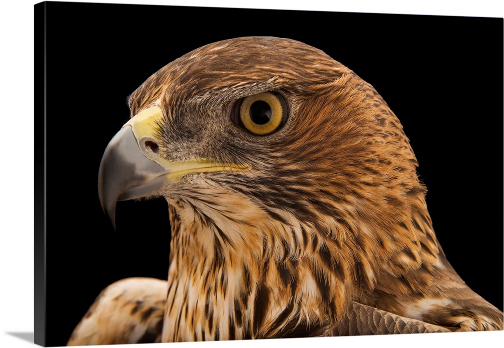 Aquila fasciata fasciata, Cyril, Oklahoma, USA.