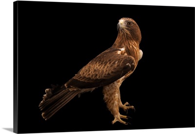 A Booted Eagle At Sia, The Comanche Nation Ethno-Ornithological Initiative