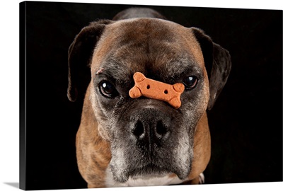 A boxer named Toto balances a treat on his nose