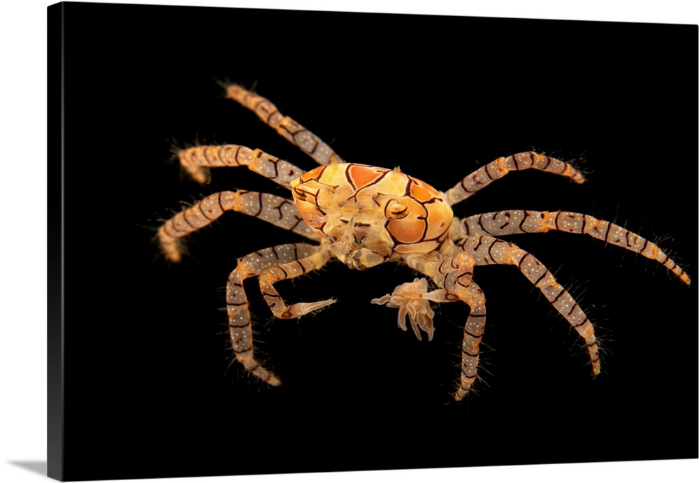 A boxing crab (Lybia tessellata) at the National Aquarium in Abu Dhabi.