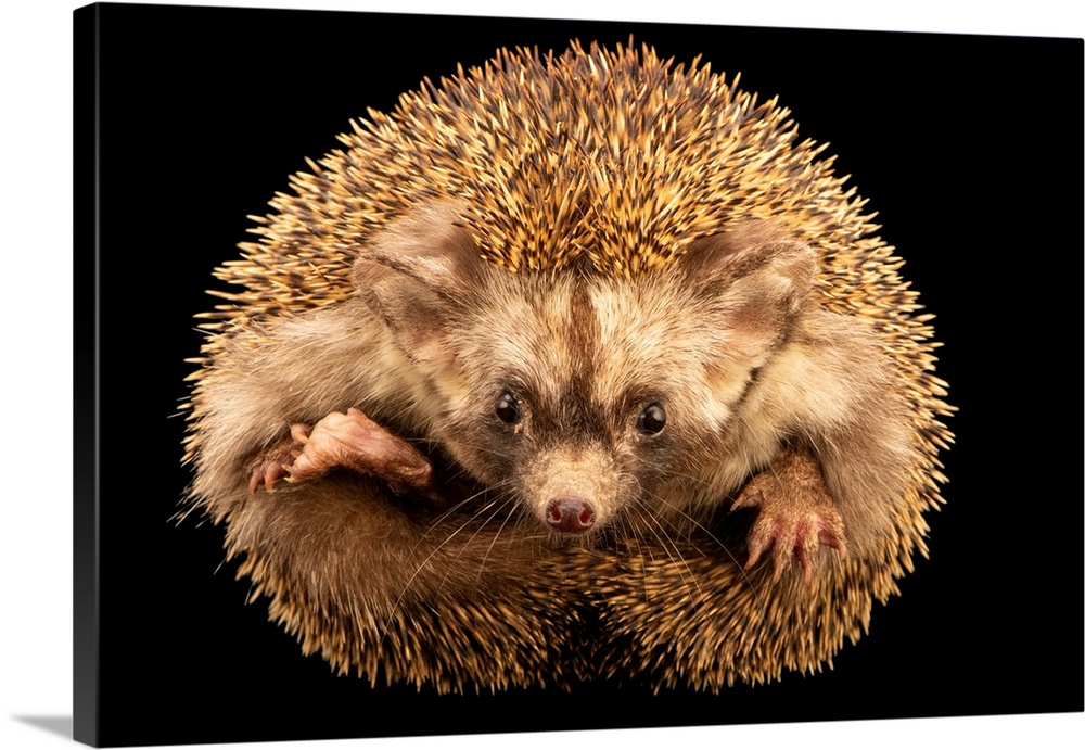 A Brandtis hedgehog (Paraechinus hypomelas) at Al Bustan Zoological Centre, a private collection based in Sharjah, United ...