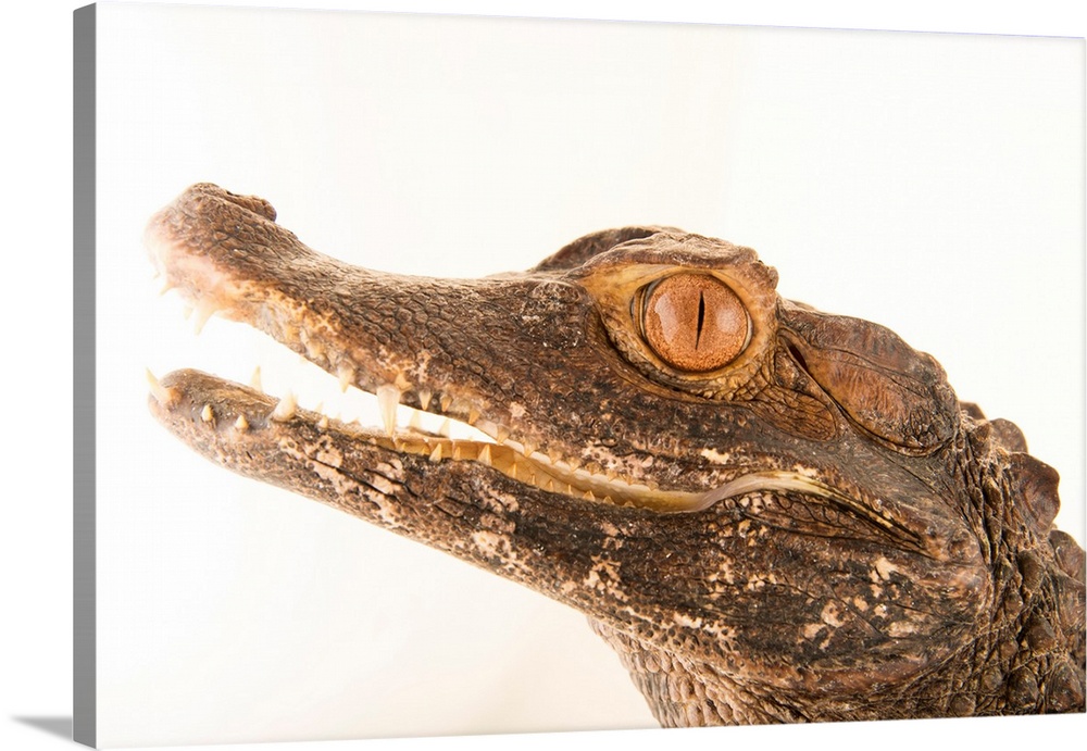 A brown caiman, Caiman crocodilus fuscus, at Lisbon Zoo in Portugal.