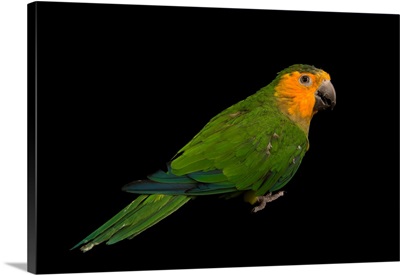 A brown throated parakeet, Eupsittula pertinax pertinax, from a private collection
