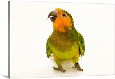 A brown throated parakeet, Eupsittula pertinax pertinax, from a private collection