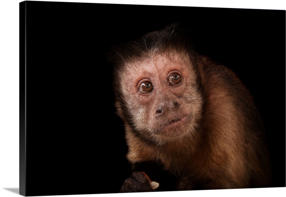 A brown tufted capuchin, Cebus apella, at the Rolling Hills Zoo.