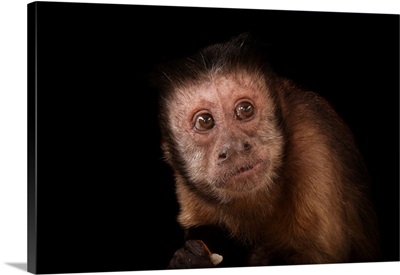 A brown tufted capuchin, Cebus apella, at the Rolling Hills Zoo