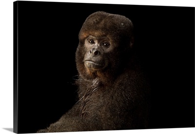 A Brown Woolly Monkey, Lagothrix Lagothrica Lagothrica, At Piscilago Zoo