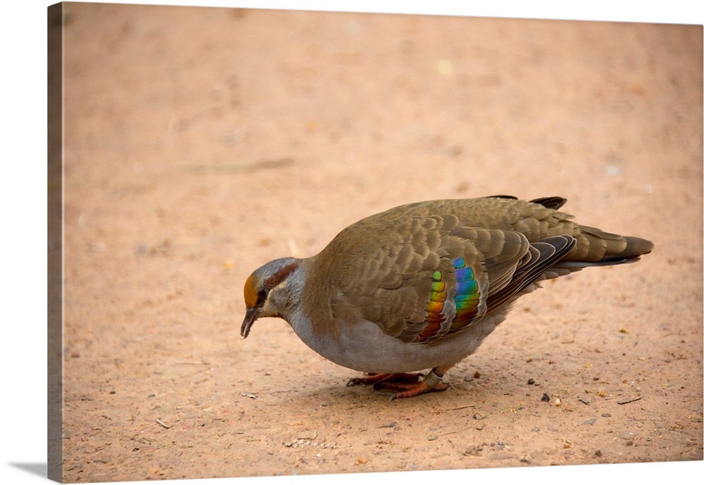 A Brush bronzewing pigeon (Phaps elegans) at the Healesville Sanctuary.
