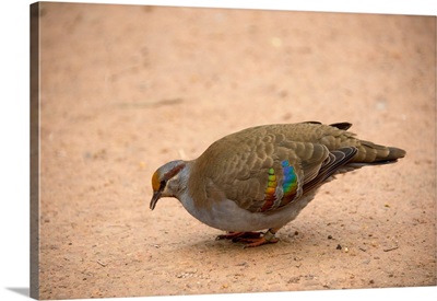 A brush bronzewing pigeon, at the Healesville Sanctuary