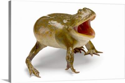 A Budgettis Frog At The Baltimore Aquarium