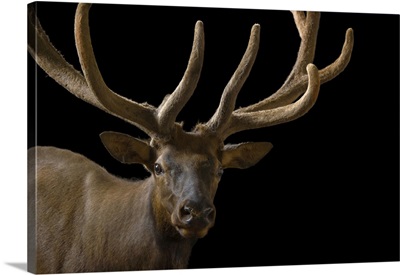 A Bull Elk With His Antlers In Velvet At The Oklahoma City Zoo