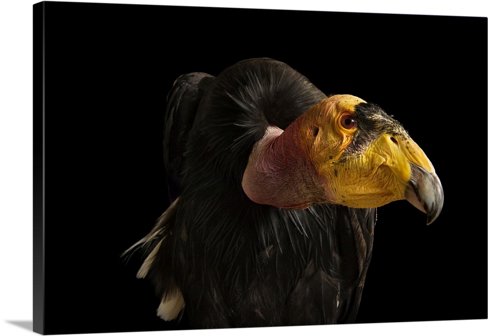 A California condor (Gymnogyps californianus) at the Phoenix Zoo. This bird, male #50, was brought in after dislocating it...