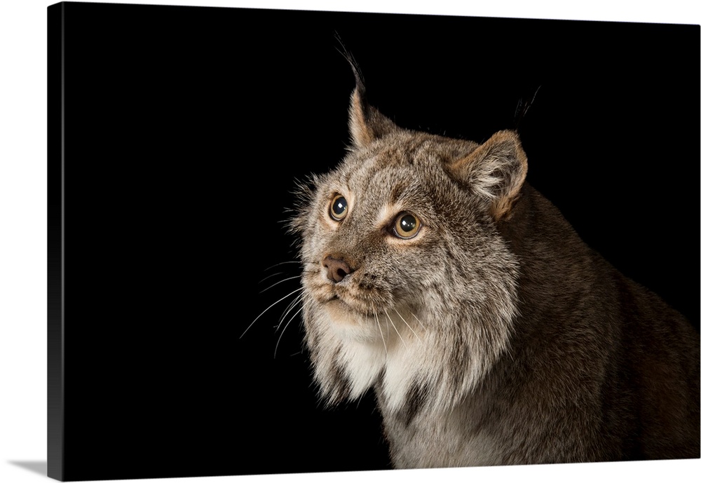 A Canada lynx, Lynx canadensis.