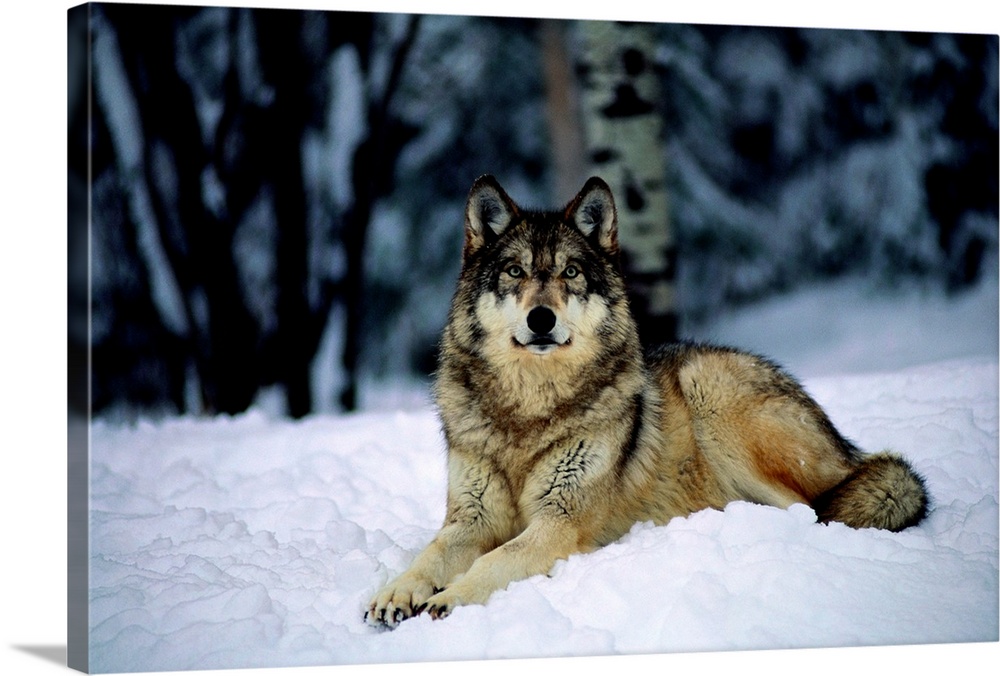 A captive grey wolf, Canis lupus, in the snow.