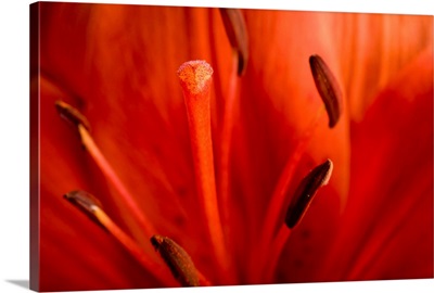 A close up of a morning star lilly flower