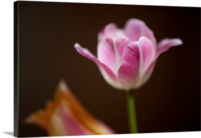 A close-up of a tulip