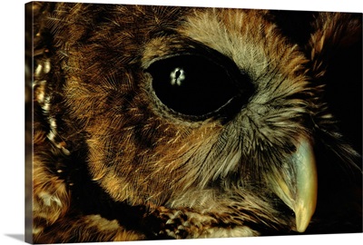 A close view of a northern spotted owl, Strix occidentals occidentals