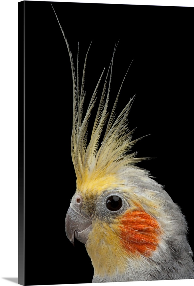 A close view of the head of a cockatiel, Nymphicus hollandicus.