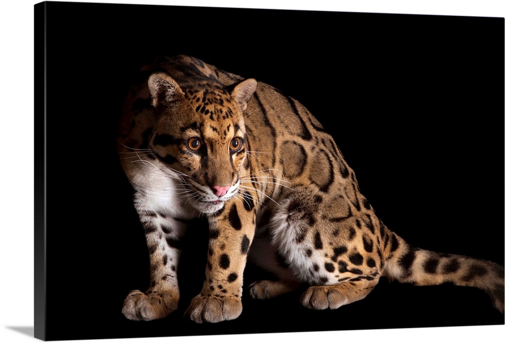 A clouded leopard, Neofelis nebulosa Stretched Canvas Print
