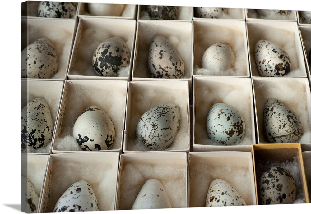 A collection of eggs from a museum.