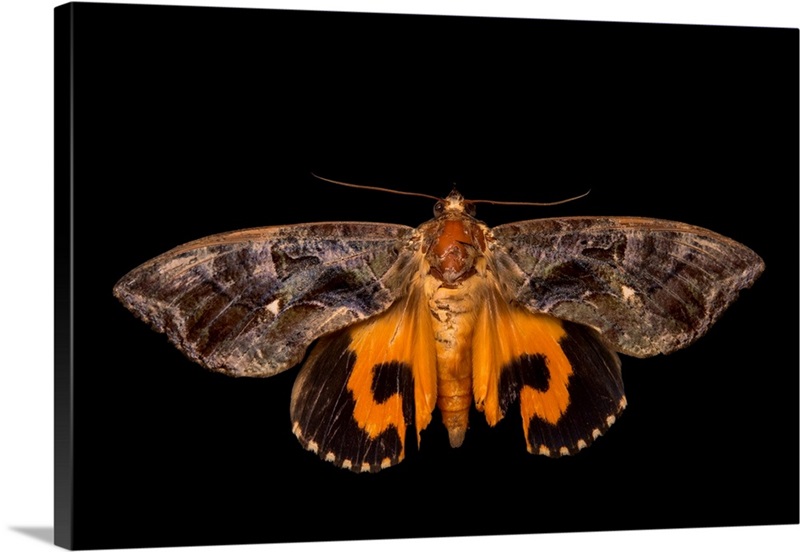 Ceanothus Moth Sticker — Andrea Dingeldein