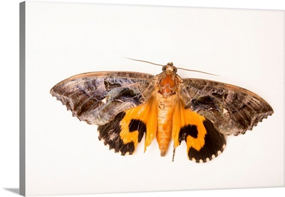 A Common Fruit Piercing Moth At Angkor Center For Conservation Of Biodiversity