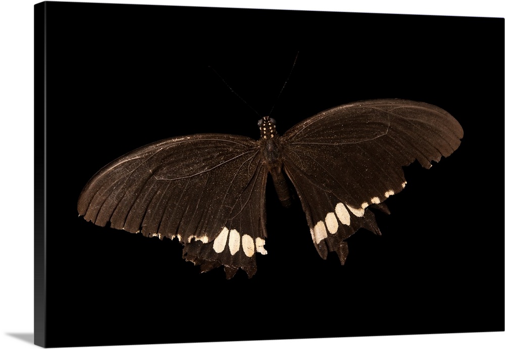 The Common Mormon, Papilio polytes, at Angkor Center for Conservation of Biodiversity.