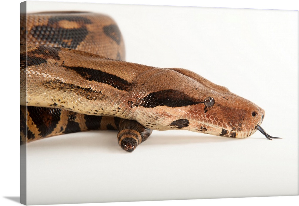 A common northern boa, Boa constrictor imperator, at the Fort Worth Zoo.