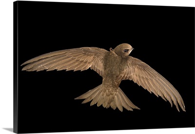 A common swift, Apus apus, from the Budapest Zoo