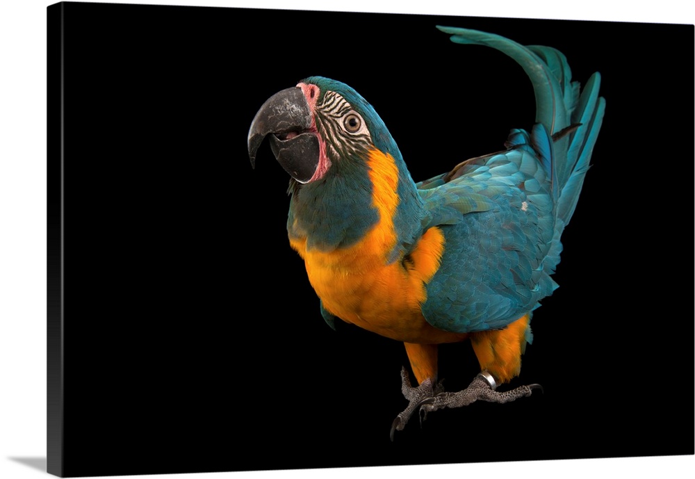 A critically endangered blue-throated macaw, Ara glaucogularis.