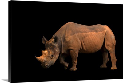 A critically endangered Eastern black rhino, at the Oklahoma City Zoo