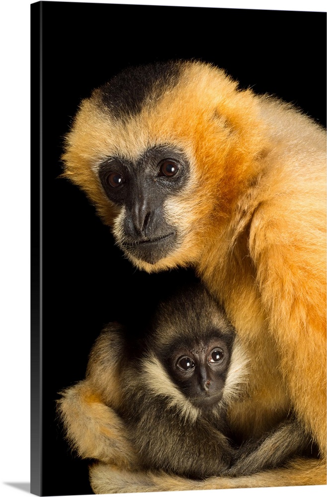 A critically endangered female Northern white cheecked gibbon with her year old baby, Nomascus leucogenys, at the Gibbon C...