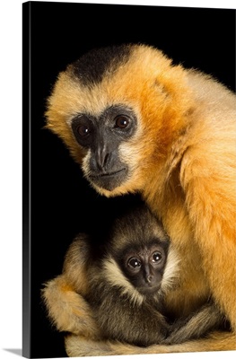 A critically endangered female Northern white cheeked gibbon with her year old baby