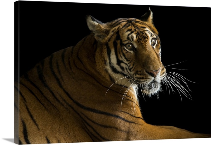 A Critically Endangered, Female South China Tiger, Suzhou Zoo In China ...